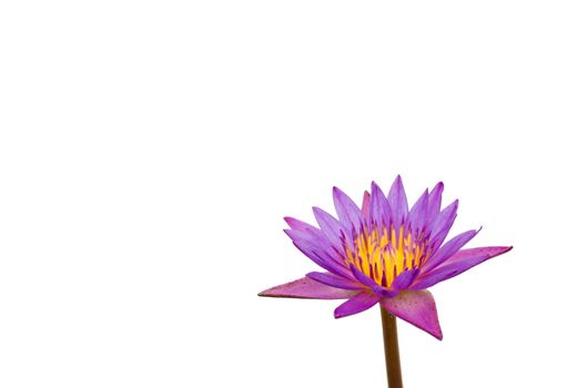 Purple a lotus white background.