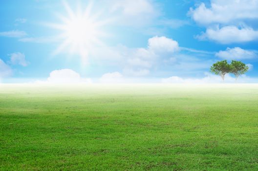 landscape green grass farming in morning sunrise