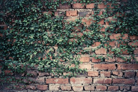 leaves on brick wall for wallpaper