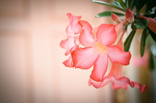 Red frangipani tropical flowers from tree soft focus tone vintage