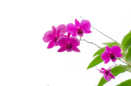 Purple orchid isolated on white