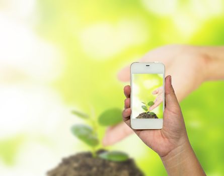 Tracking the growth of tree seedlings from one of a large tree. Business concept that can expand from a small business into a large company.