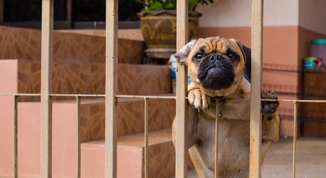 dog was trapped in the house