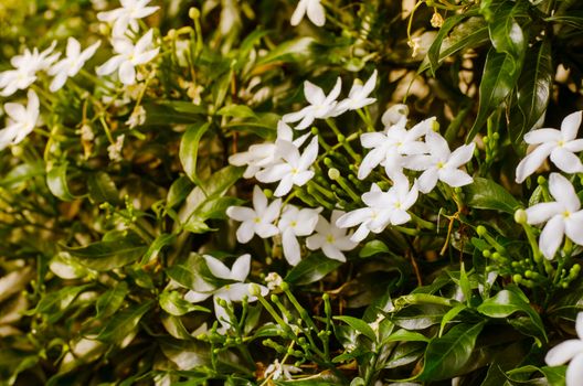 White flowers
