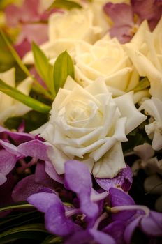 White roses with evening light.