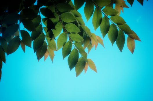 green leaves on sky background