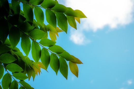 green leaves on sky background
