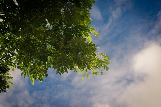 green leaves on sky background