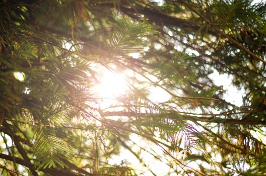 Green trees, the sunny morning