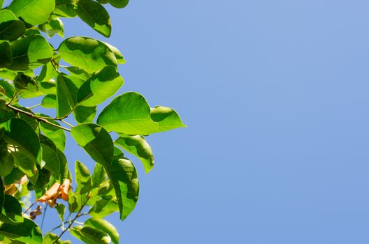 green leaves on sky background