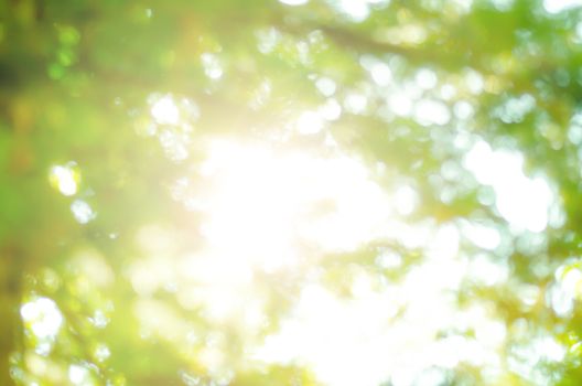 Natural Bokeh,blurred bokeh