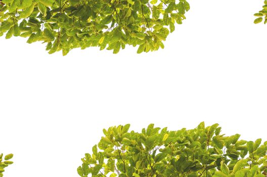 Bush green on a white background.