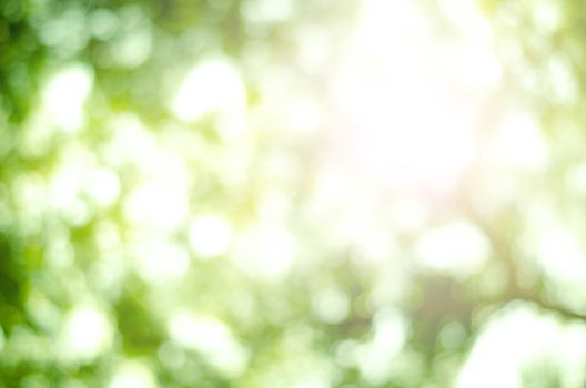 bokeh nature light
