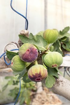 Fresh Figs fruit  hanging on the branch of tree