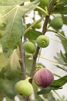 Fresh Figs fruit  hanging on the branch of tree