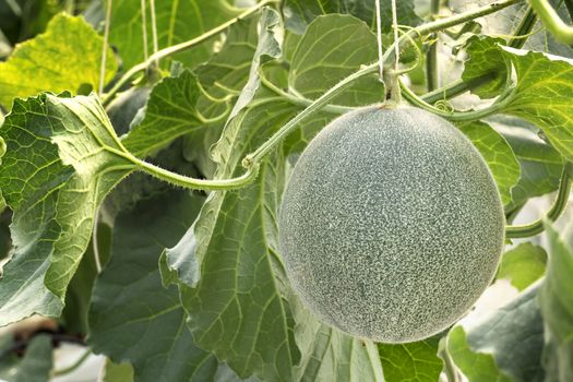 young sprout of green melon plants growing in greenhouse supported by string nets