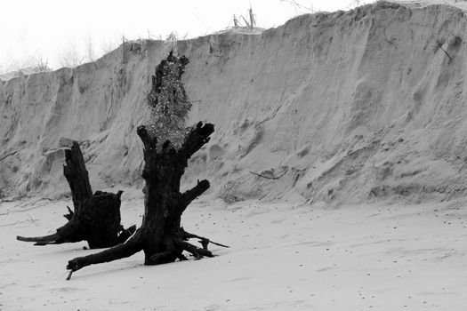 sandy coast after the storm and two old trees. a photo