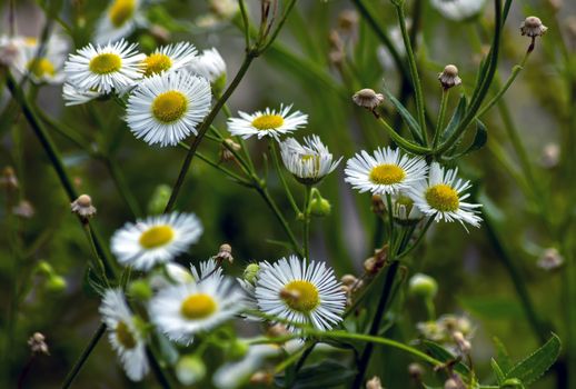 Flowers of a beautiful flowering roman chamomile closeup.