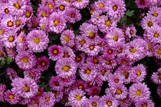 Purple flowers of septibrinka in autumn day.