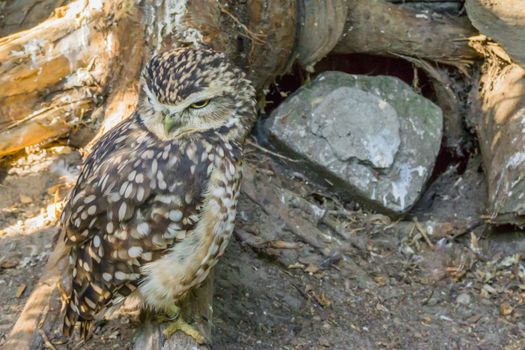 angry looking brown white spotted little owl a wild predator bird from europe