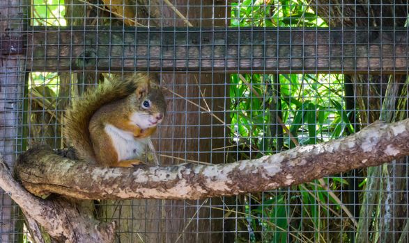 Cute adorable brown red common squirrel sitting on a branch rodent animal pet