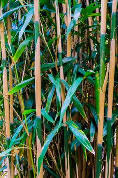 bamboo shoots japanese forest in macro closeup natural nature background