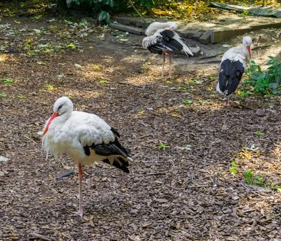 White stork bird with 2 other white storks in the background wildlife animal portrait