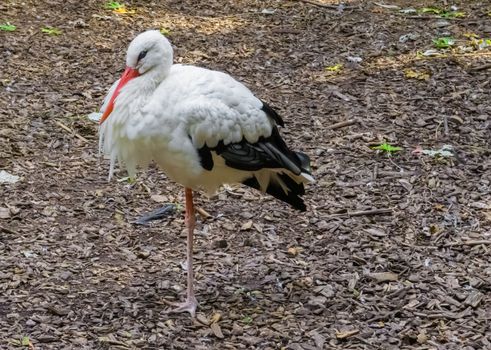 white stork bird a closeup wildlife animal portrait migrated bird from africa