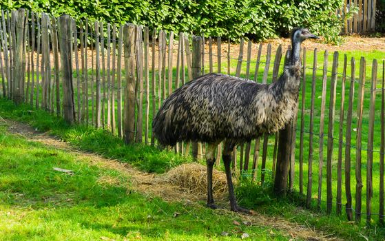 Emu ostrich bird standing in the grass wildlife animal portrait a big bird from australia