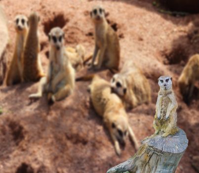 a funny meerkat standing on a tree stump with his family in the background with blurry effect