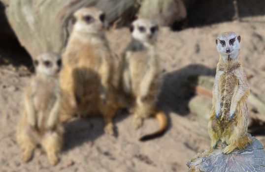 funny meerkat standing on a tree stump with his meerkats family in the background