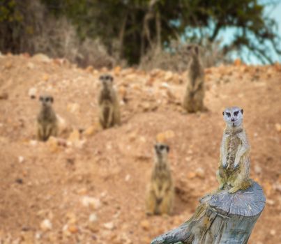 cute meerkat standing on a tree trunk with a family of meerkats in the background