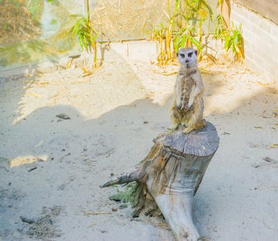 a cute meerkat standing on a tree stump a wild carnivore animal from the african desert