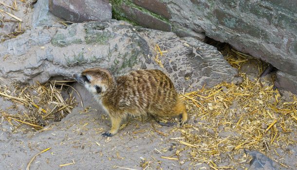 cute meerkat standing in front of some rocks a wild desert animal from africa