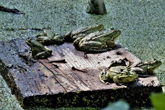 green frogs sit on the Board near the water