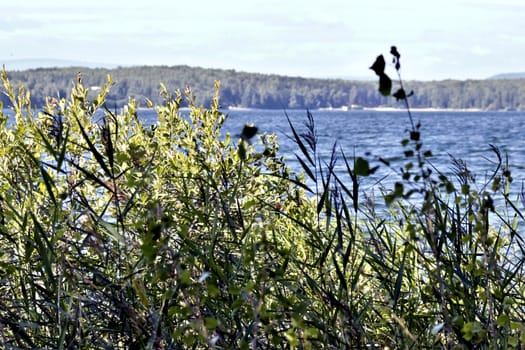 grass and bushes growing on the Bank of the lake on the background of blurred nature of the landscape