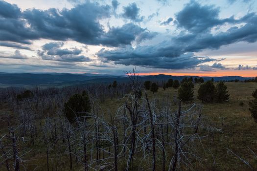 Landscape with dead forest on the mountain pass, height over 2000 meters, in the mountains in Altay