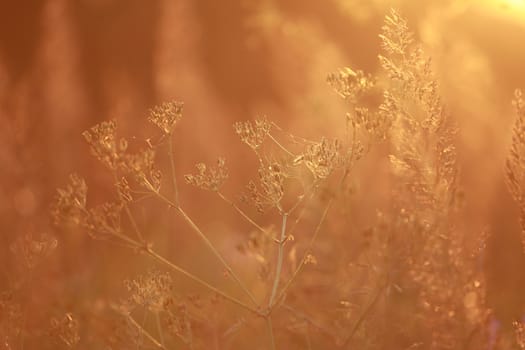 Field at sunset, sunset on meadow. Grass in the sunlight background. Summer, autumn, fall season landscape. Summertime, autumntime sun scene in Latvia. Backlight.