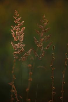 Field at sunset, sunset on meadow. Grass in the sunlight background. Summer, autumn, fall season landscape. Summertime, autumntime sun scene. Backlight.