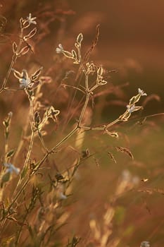 Field at sunset, sunset on meadow. Grass in the sunlight background. Summer, autumn, fall season landscape. Summertime, autumntime sun scene in Latvia. Backlight.