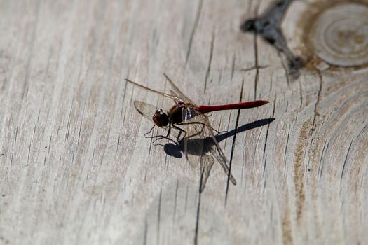 Closeup shot of dragonfly sitting on a wooden board.