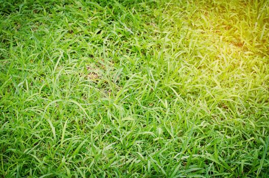 green grass texture and gold lighting