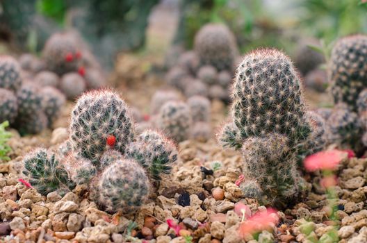 Cactus Garden