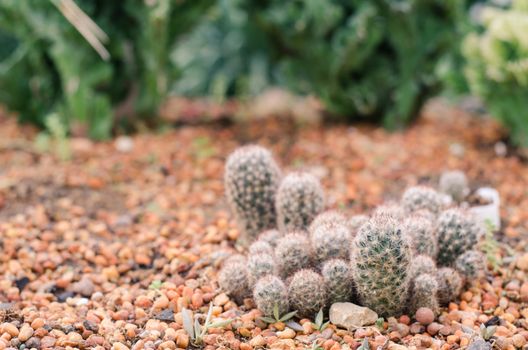 Cactus Garden