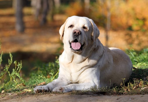 nice yellow labrador in the park in autumn