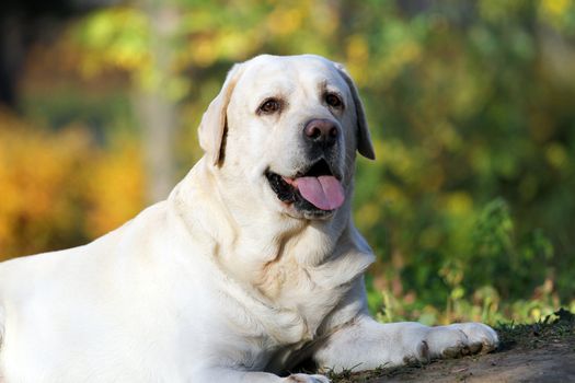 the sweet nice yellow labrador in the park in autumn