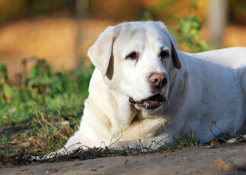 the nice yellow labrador in the park in autumn