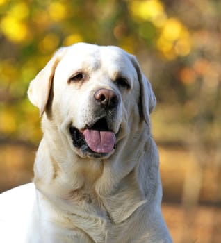 sweet nice yellow labrador in the park in autumn