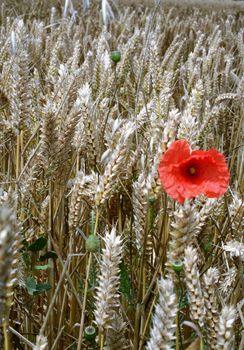 lonely red poppie in a wide wheat field