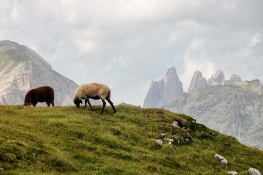 Puez odle  - Alta Badia - Landscape with a flock of sheep pasturing in Dolomites mountain in Sud Tyrol, Italy